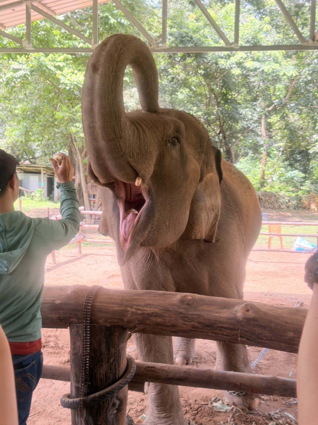 Elephant experience